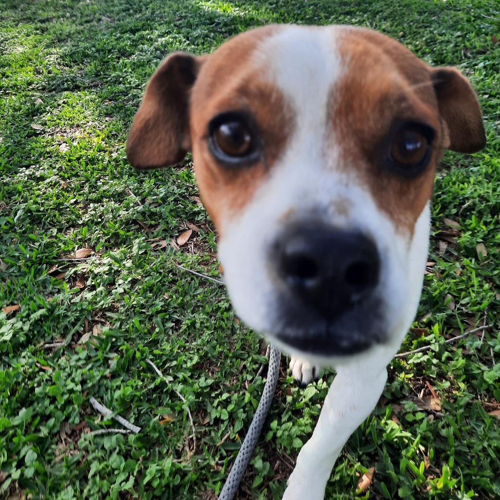 Bruiser photo 12