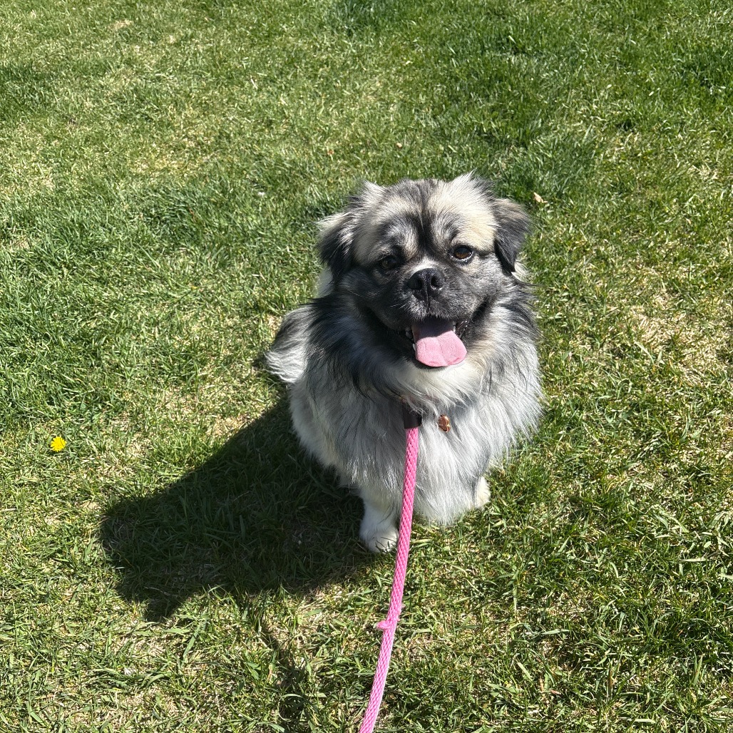 Kona