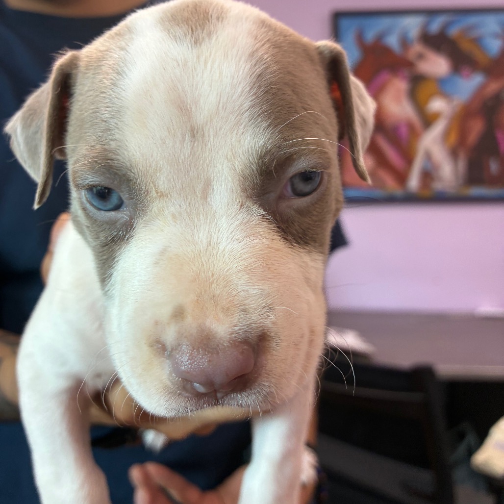 Pit Bull