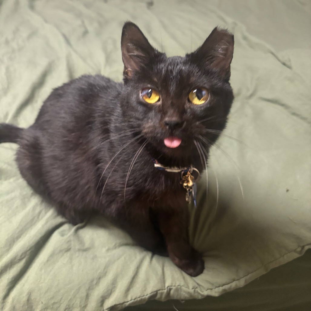 Squiggles -I'm in a foster home, Call to meet with me!, photo 8