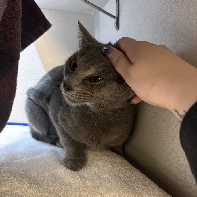 Photo of Smokey 4