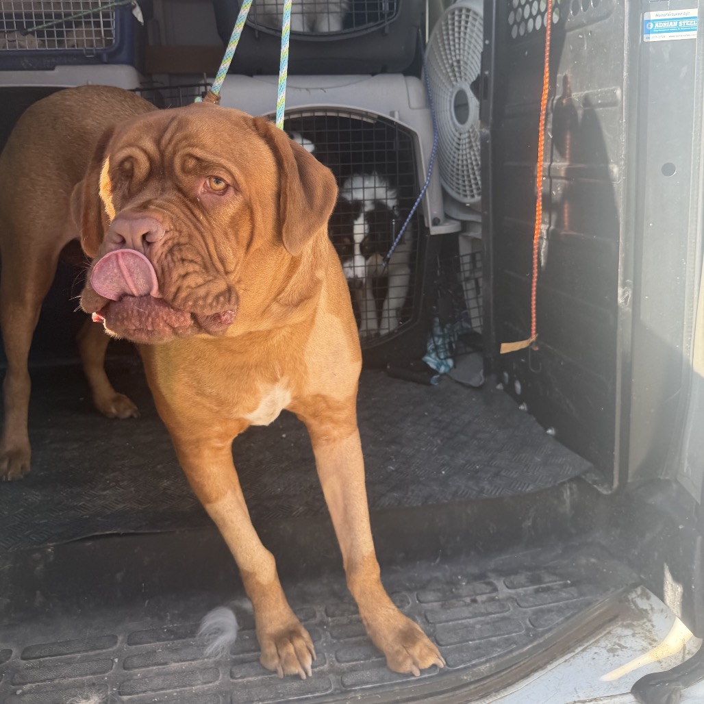 Dogue De Bordeaux