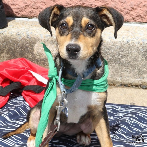 SAGE - Cattle Dog, Australian (Red Heeler) / Shepherd available for adoption