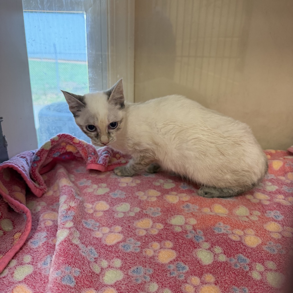 Tusc Stray 85447 2