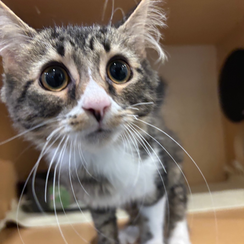 BOB THE BUILDER - Domestic Medium Hair available for adoption