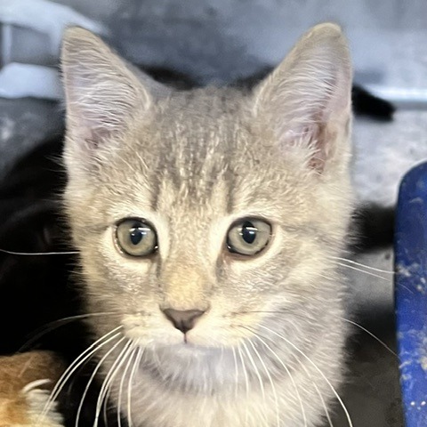 GOOFY GOOBER - Domestic Shorthair available for adoption