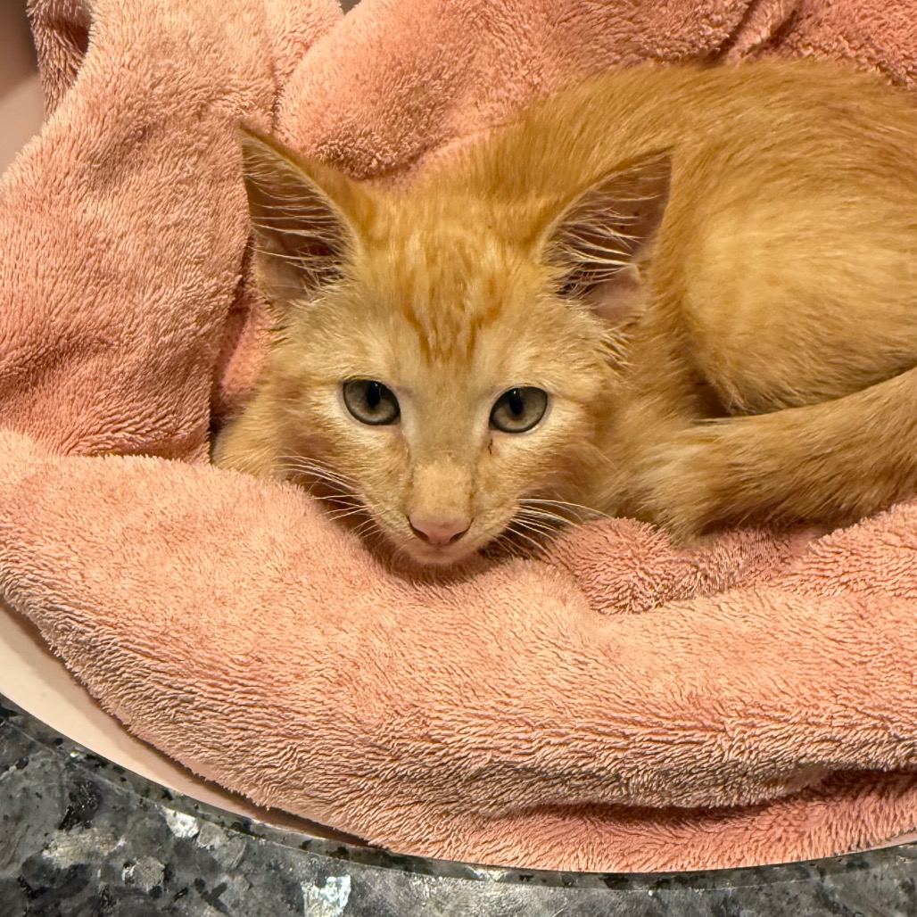 PUMPKIN - Domestic Shorthair available for adoption