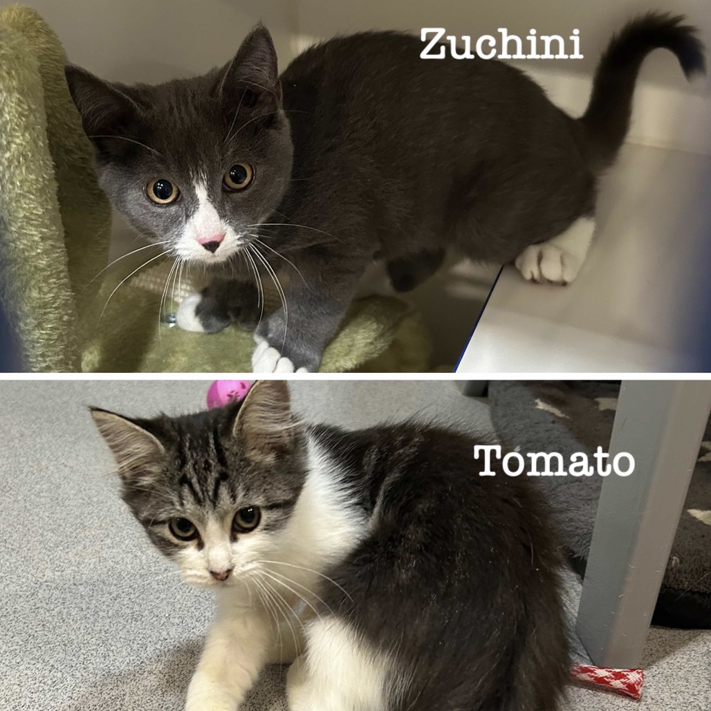 Zucchini