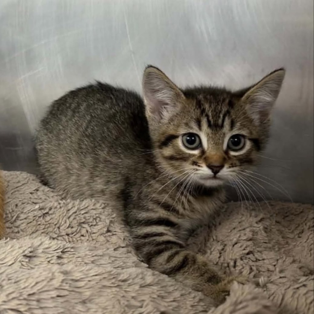 ERNIE - Domestic Shorthair available for adoption
