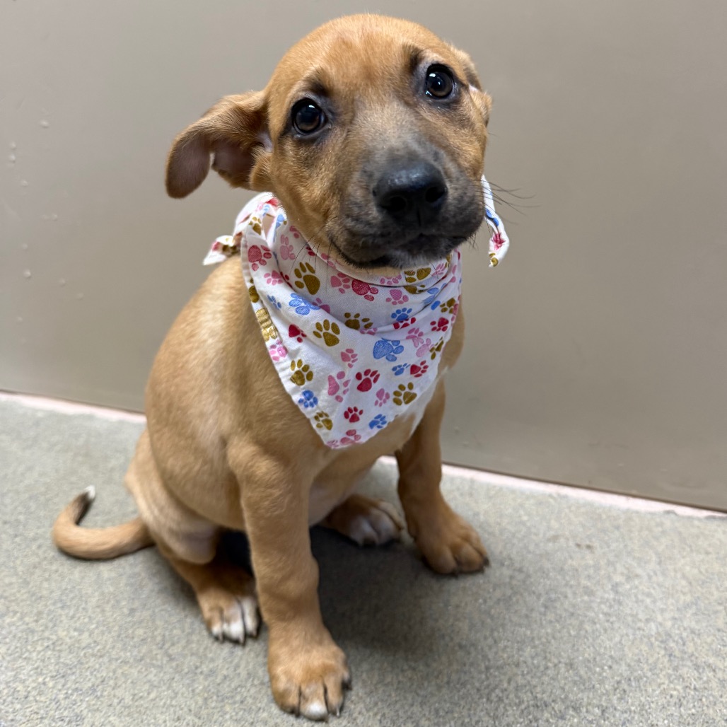 Kennel#34c (Green) Skittles's preview photo