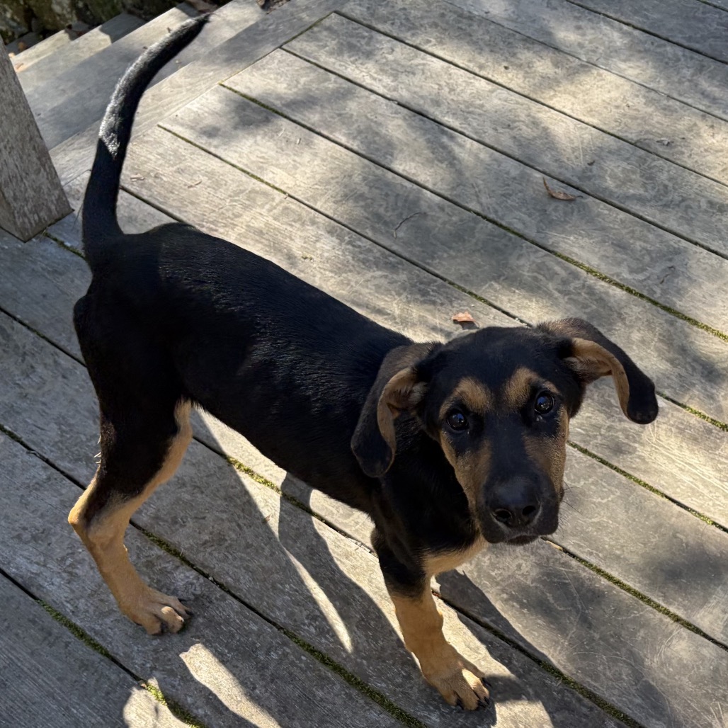 Lulu, photo 3
