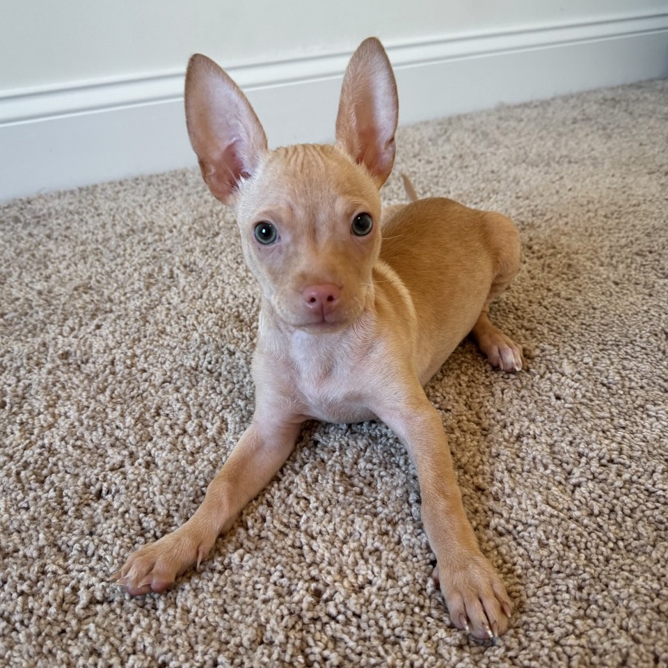 Hoka — thumbnail 5