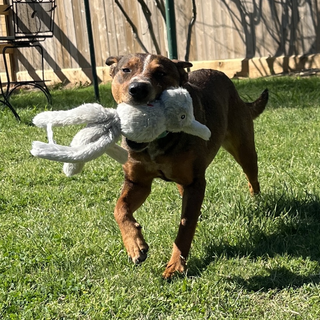 VERONICA - Mixed Breed (Large) available for adoption