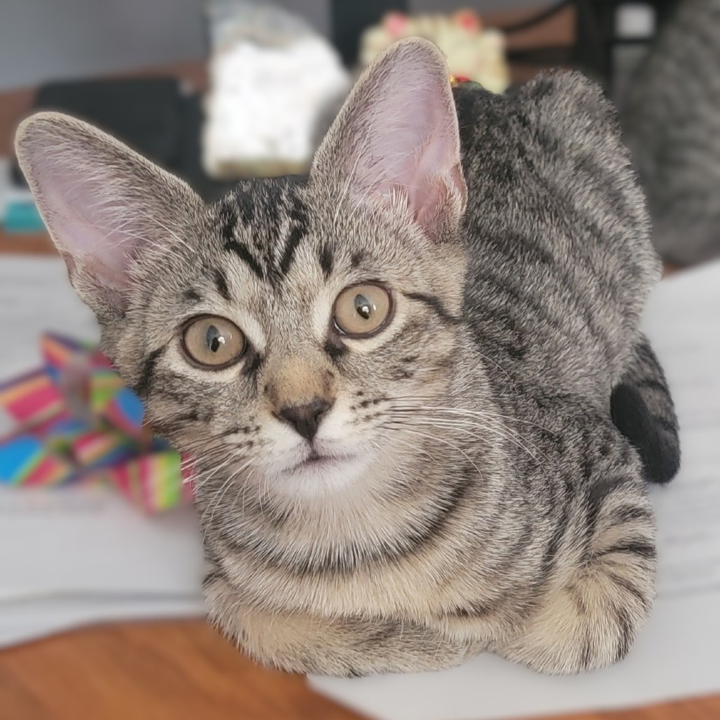 NOAH KAHAN - Domestic Shorthair available for adoption