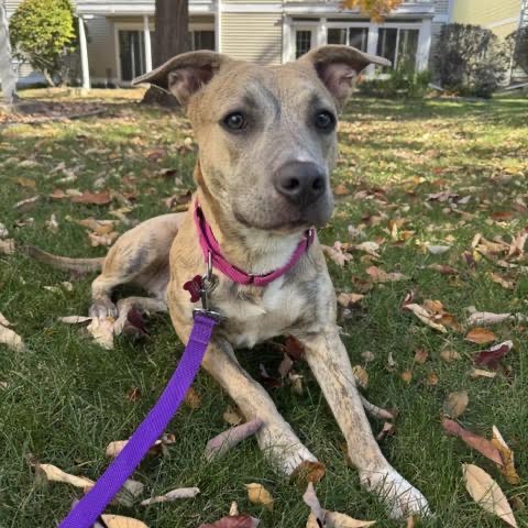 CHER - Mixed Breed (Medium) available for adoption