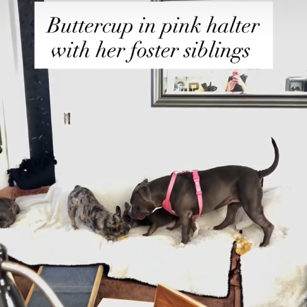 Buttercup, photo 4