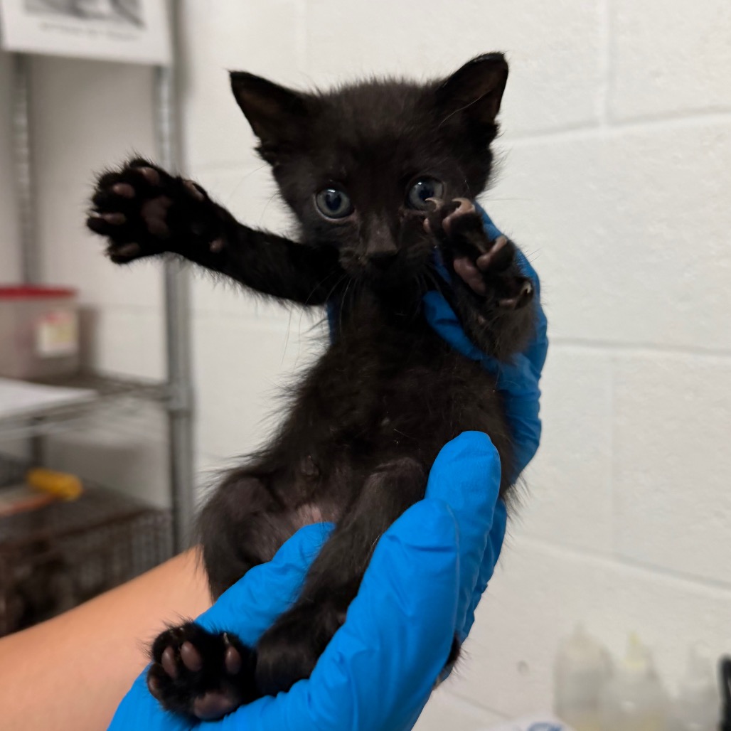 BIG MAC - Domestic Shorthair available for adoption