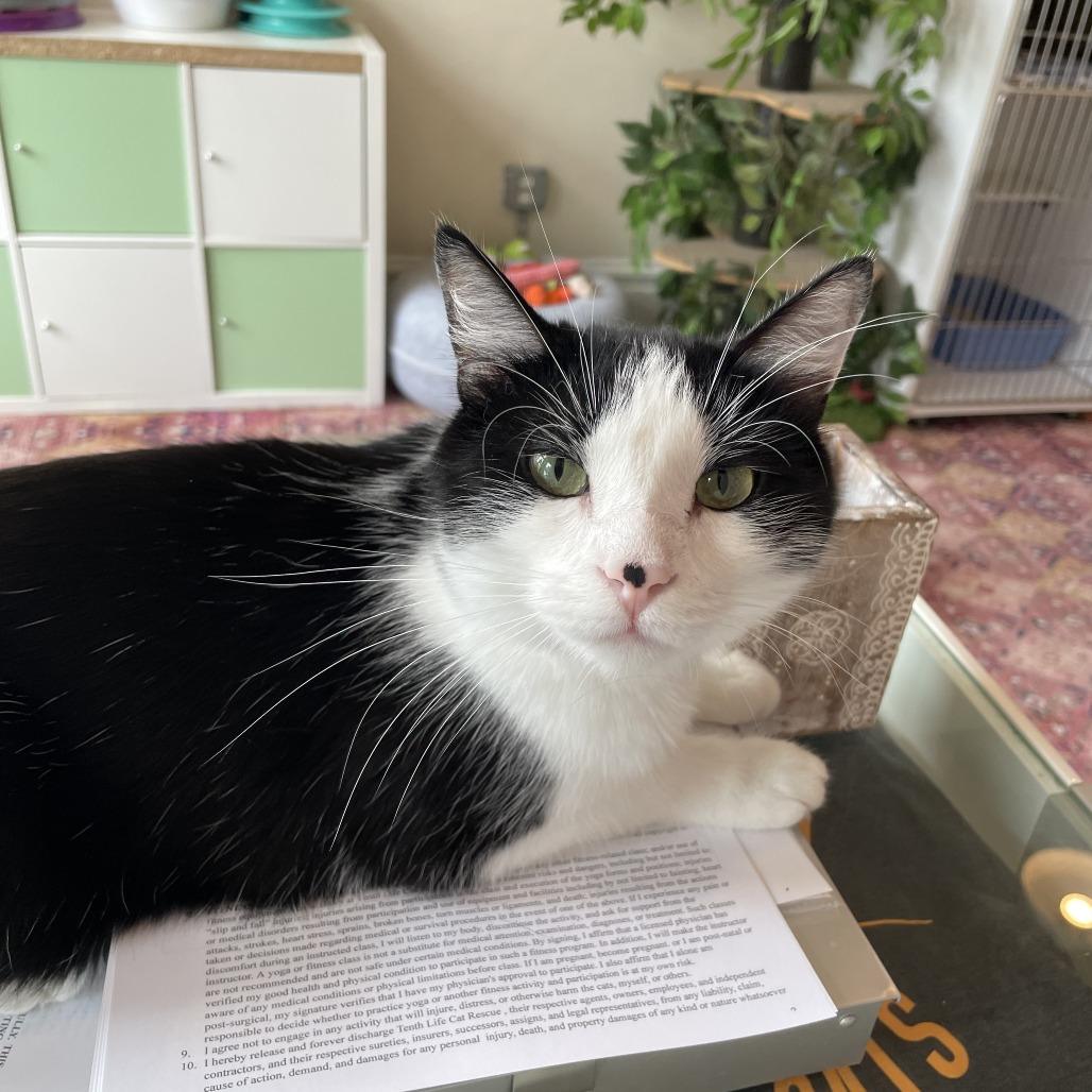 A 10Th Life Cat Rescue Dayton Ohio: Saving Lives, One Cat at a Time