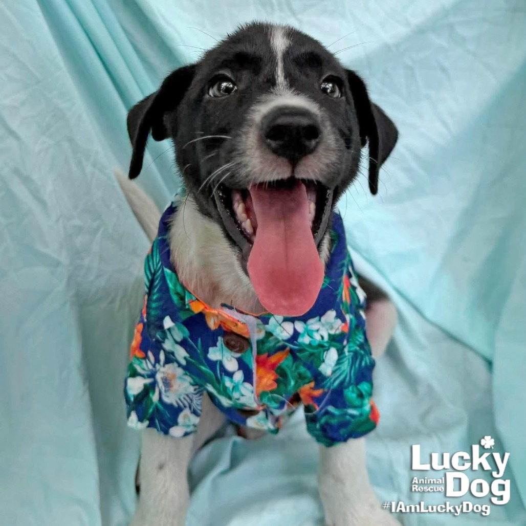 CESAR - Retriever, Labrador / Mix available for adoption