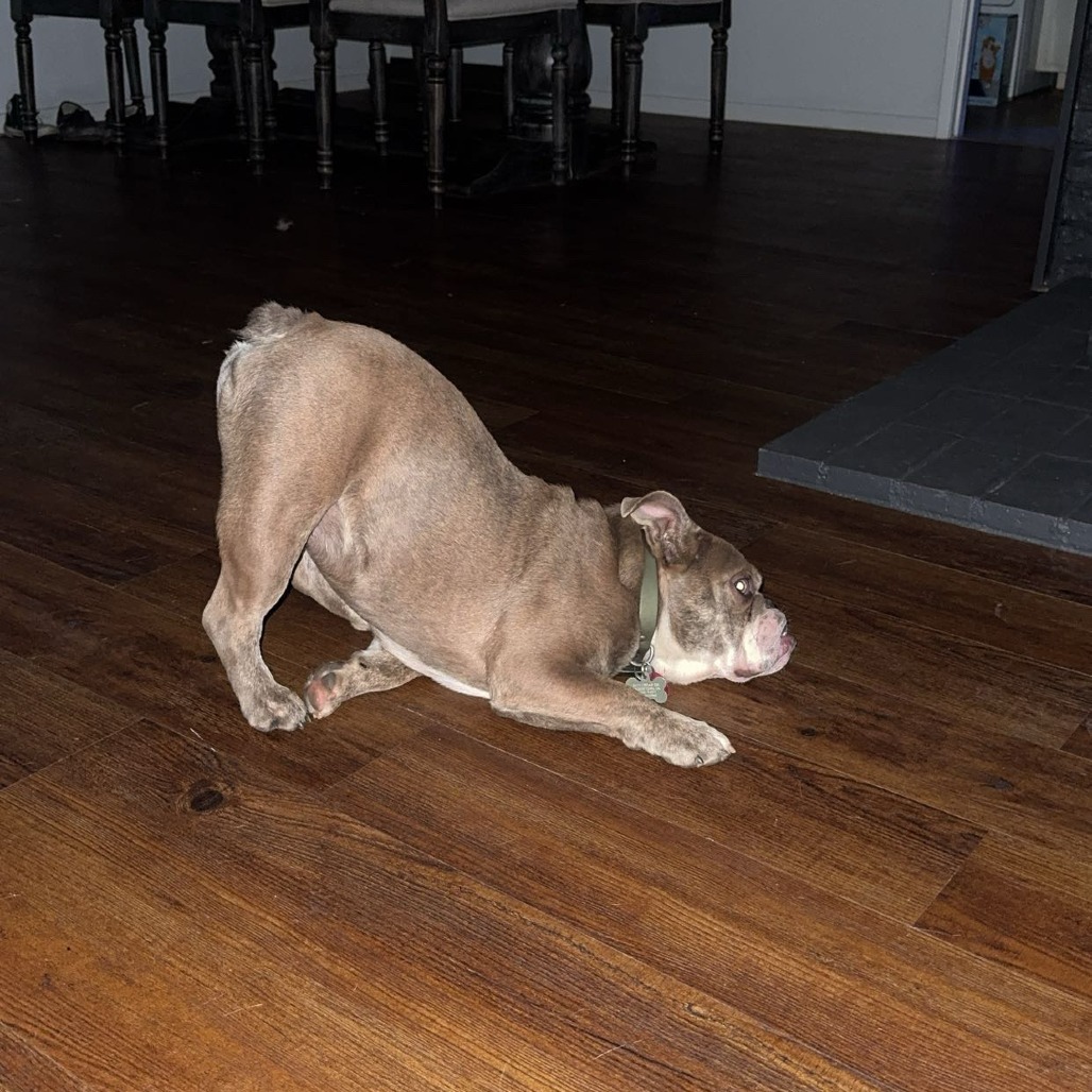 Arlo
