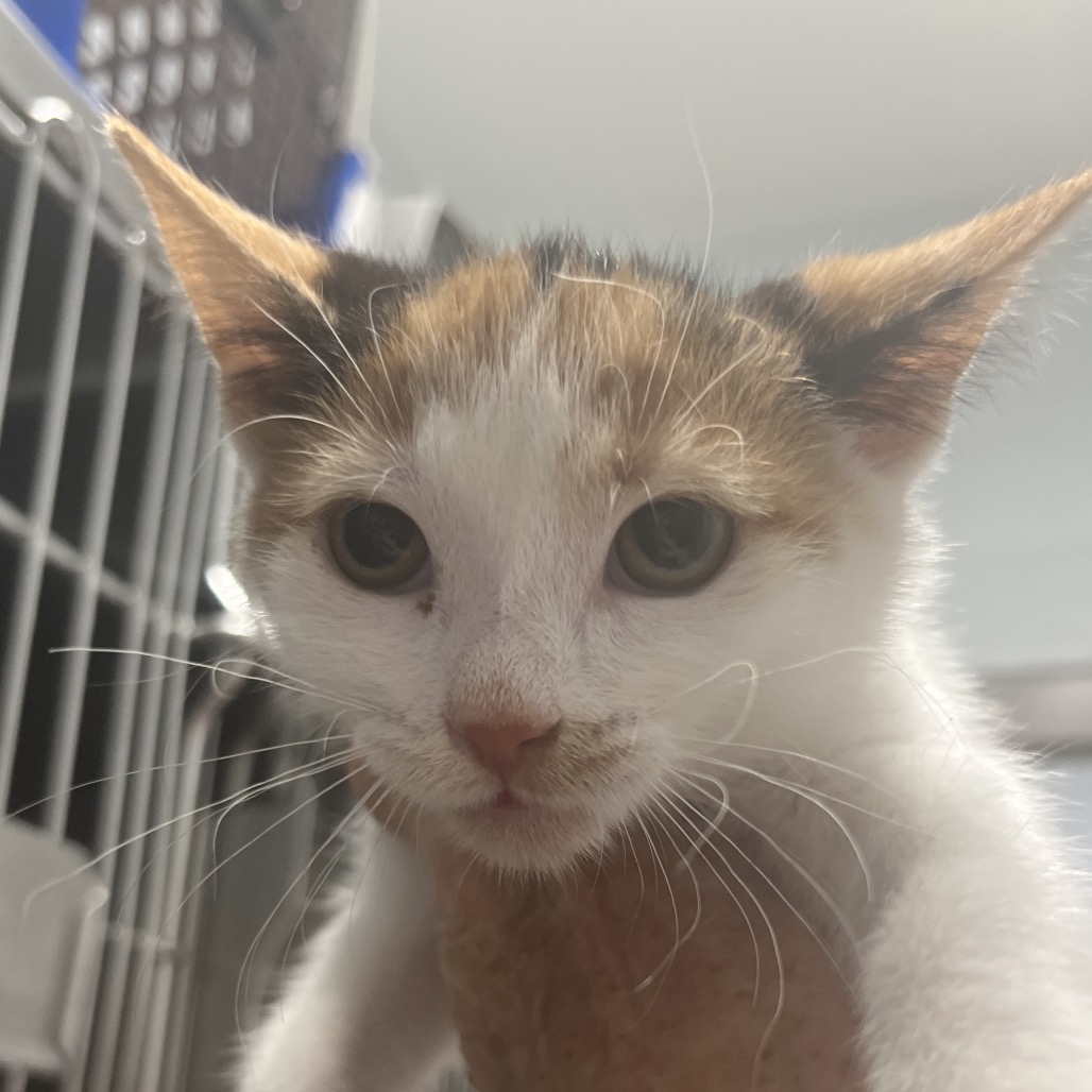 COCO (ADOPTION PENDING) - Domestic Shorthair available for adoption