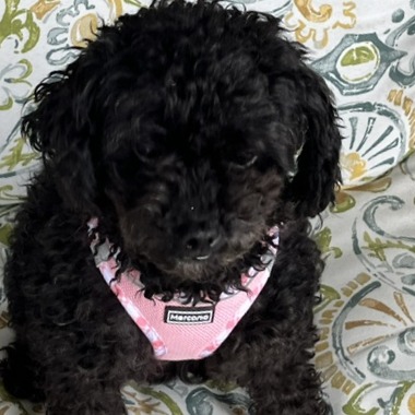 Coco