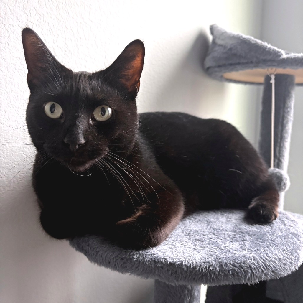 Blossom — thumbnail 7