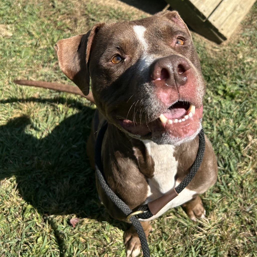 Draco — thumbnail 3