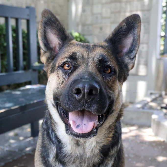 German Shepherd