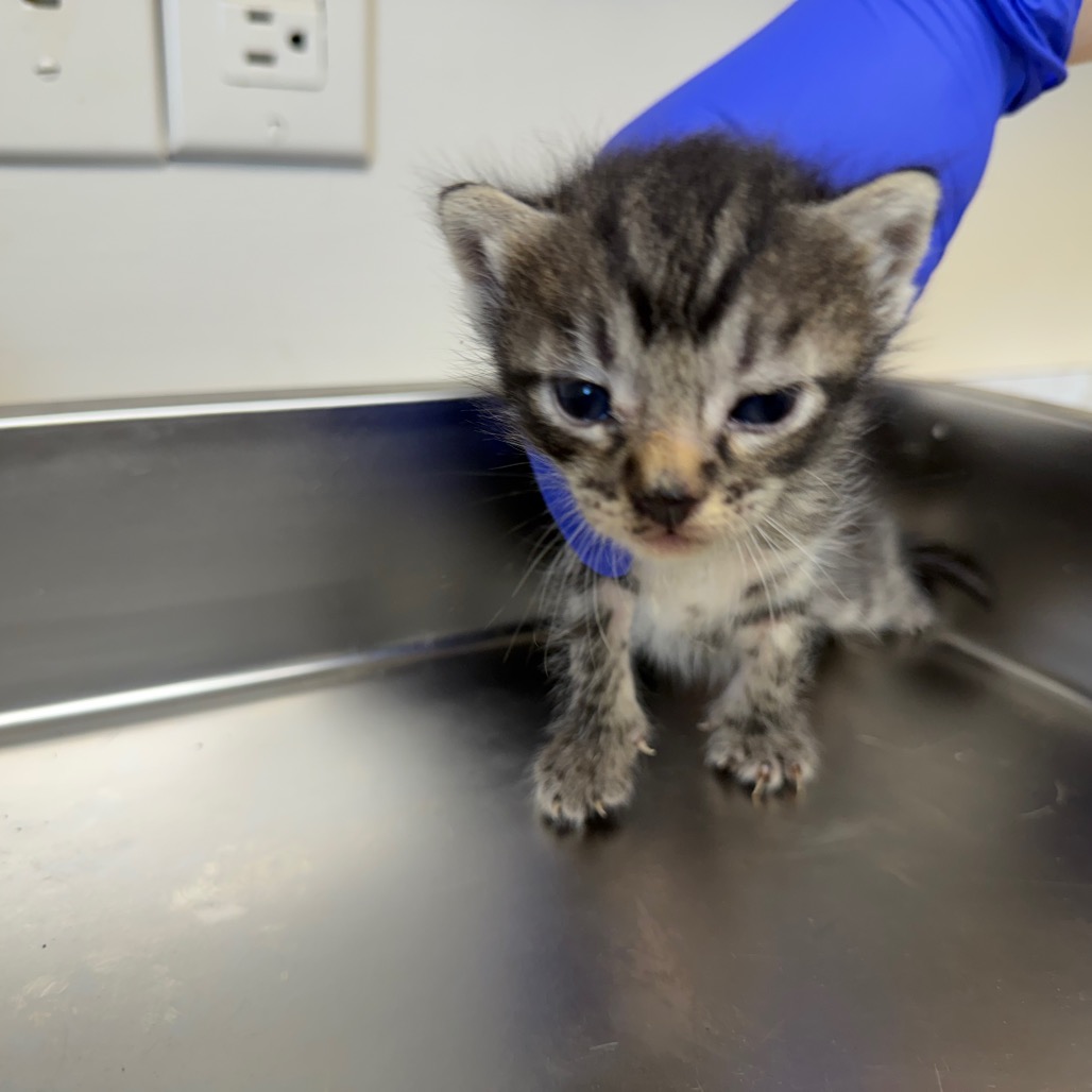 Tusc Stray 83596 2 3