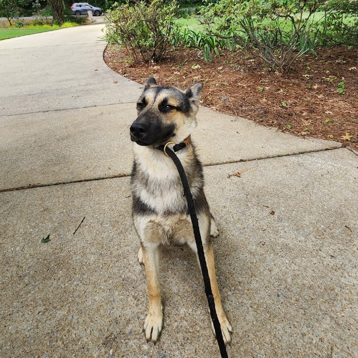 German Shepherd