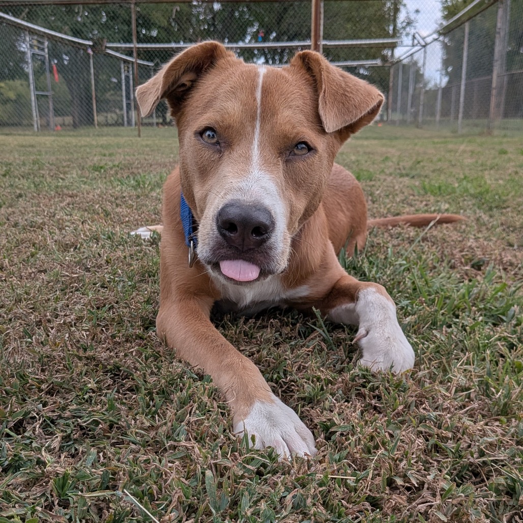 Bruno