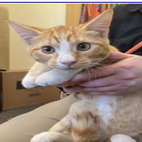 TIGER - Domestic Shorthair available for adoption