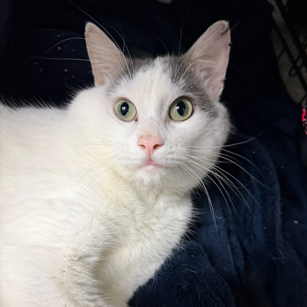 Zippel — thumbnail 2