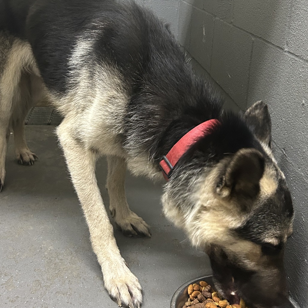 CHAMP - Shepherd / German for adoption in Chattanooga