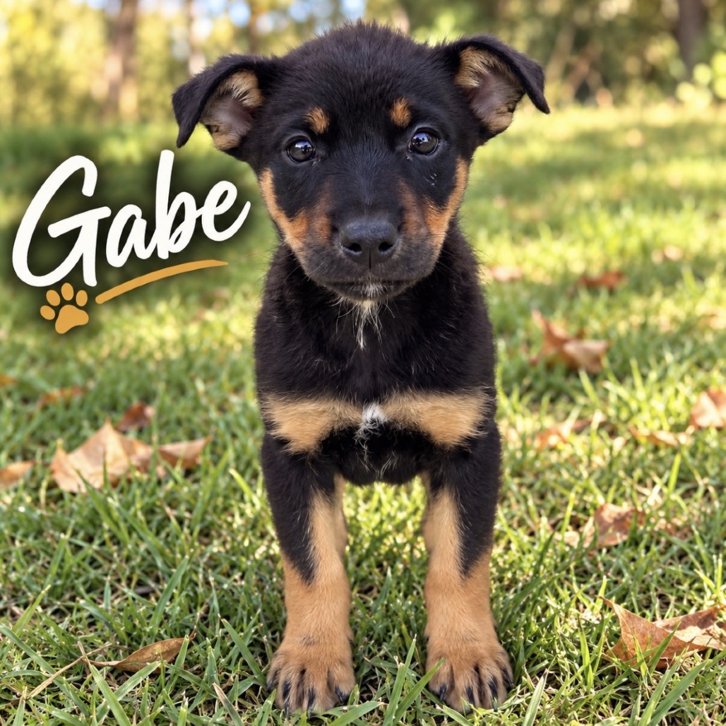 Gabe 26-10-014, photo 3