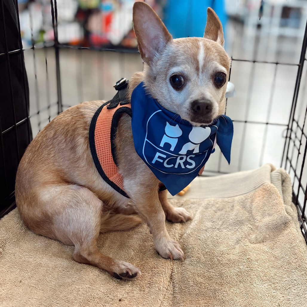 Big is available for adoption at Full Circle Rescue and Sanctuary
