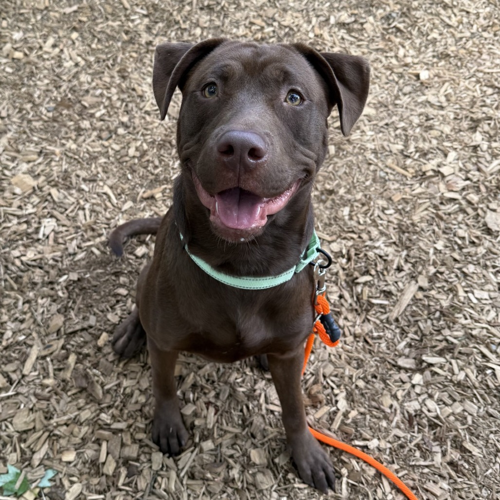 Labrador Retriever
