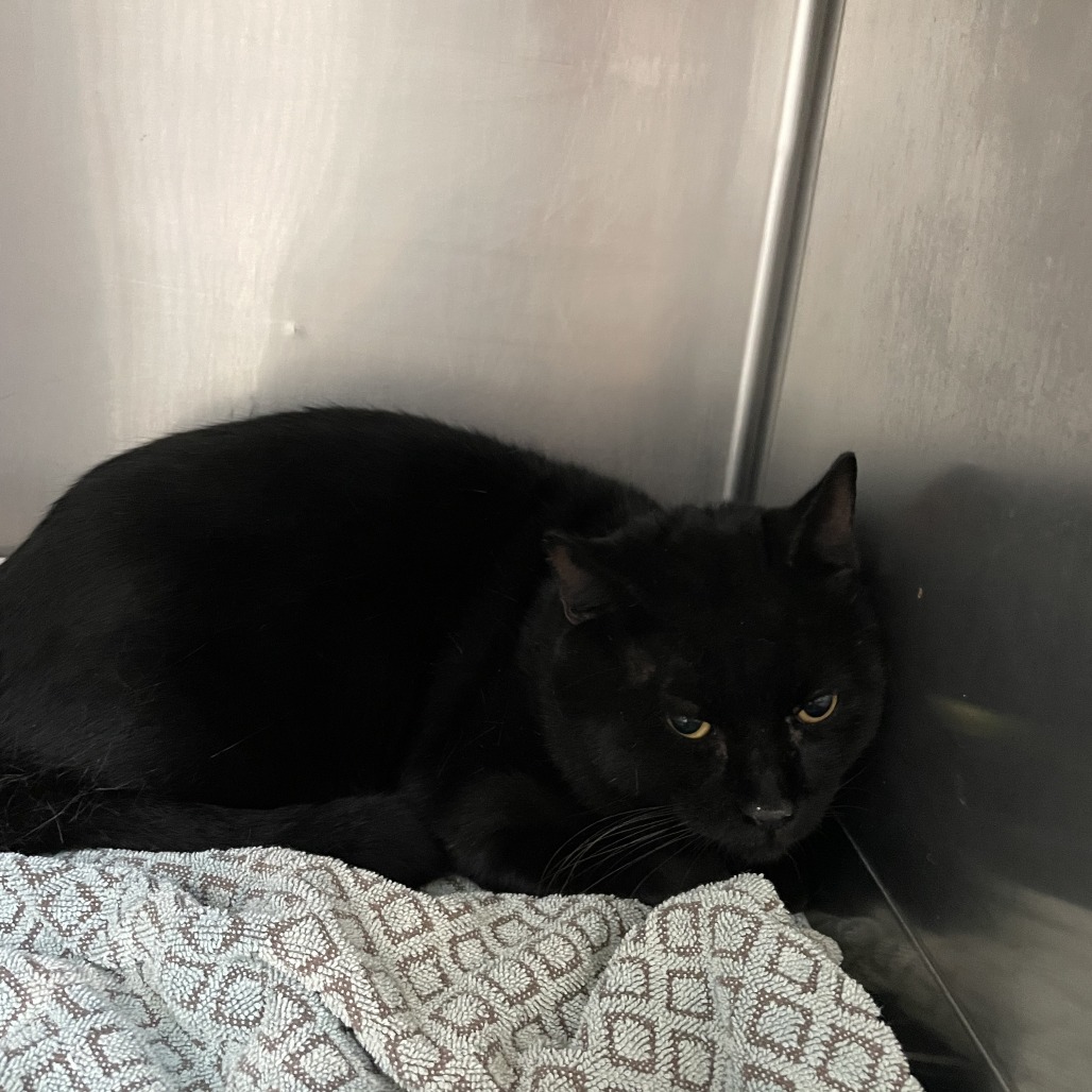 BEANIE - Domestic Shorthair available for adoption