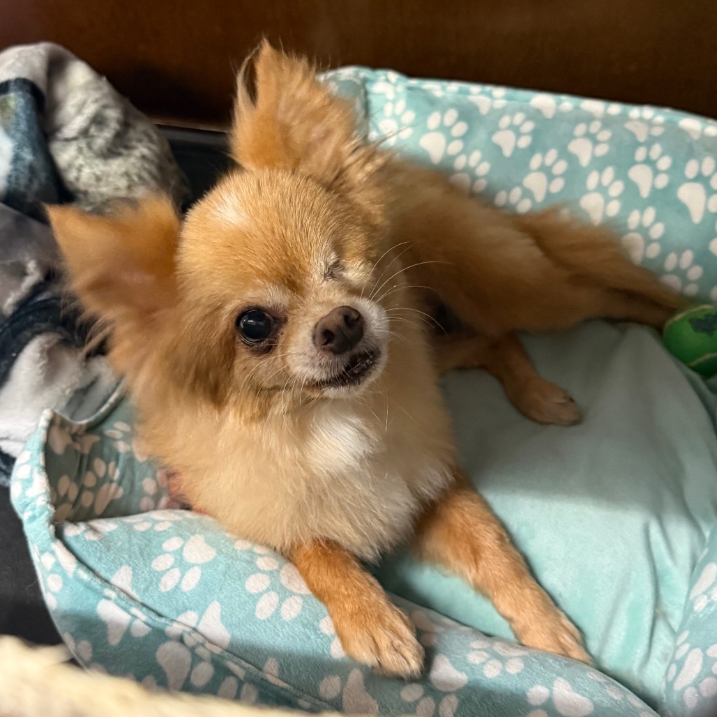 Tan Pomeranian Dog