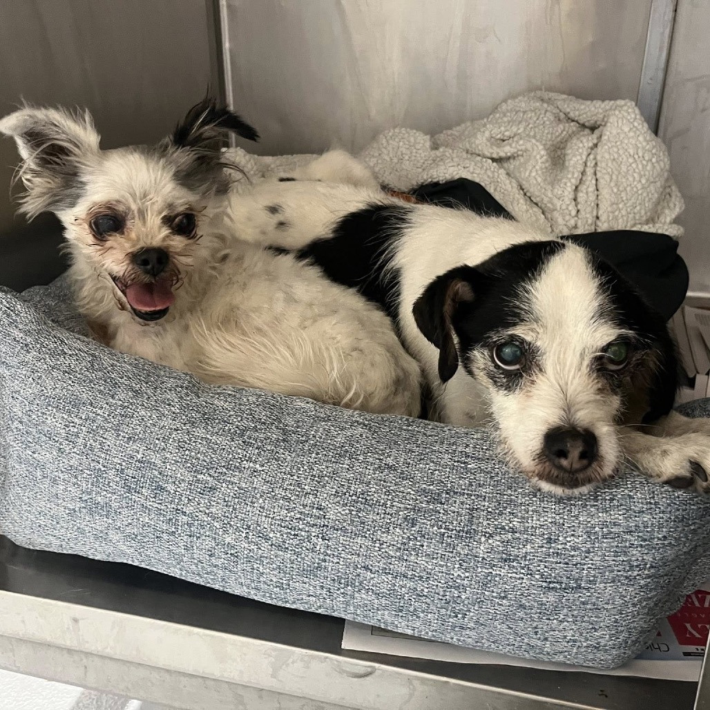 Maltese