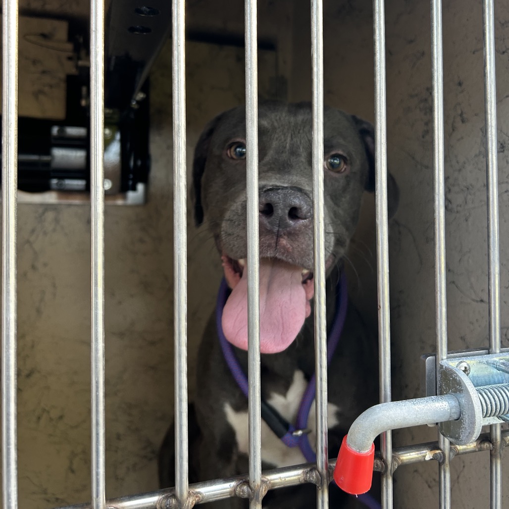 SPIKE - Terrier, American Pit Bull / Mixed Breed (Large) available for adoption