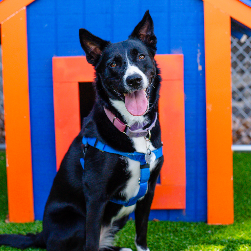 NOVA - Collie / Border available for adoption