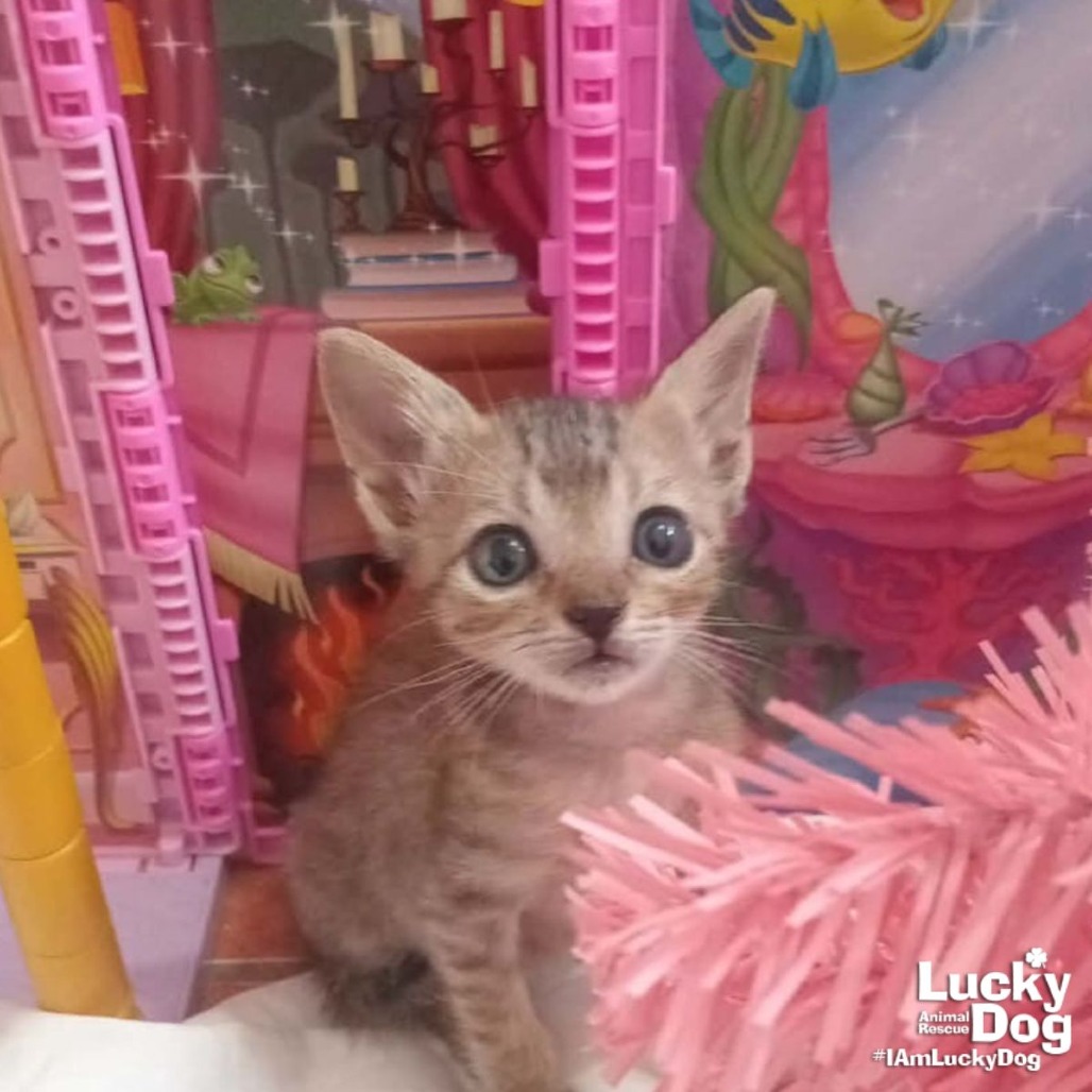 LIL STITCH - Domestic Shorthair available for adoption
