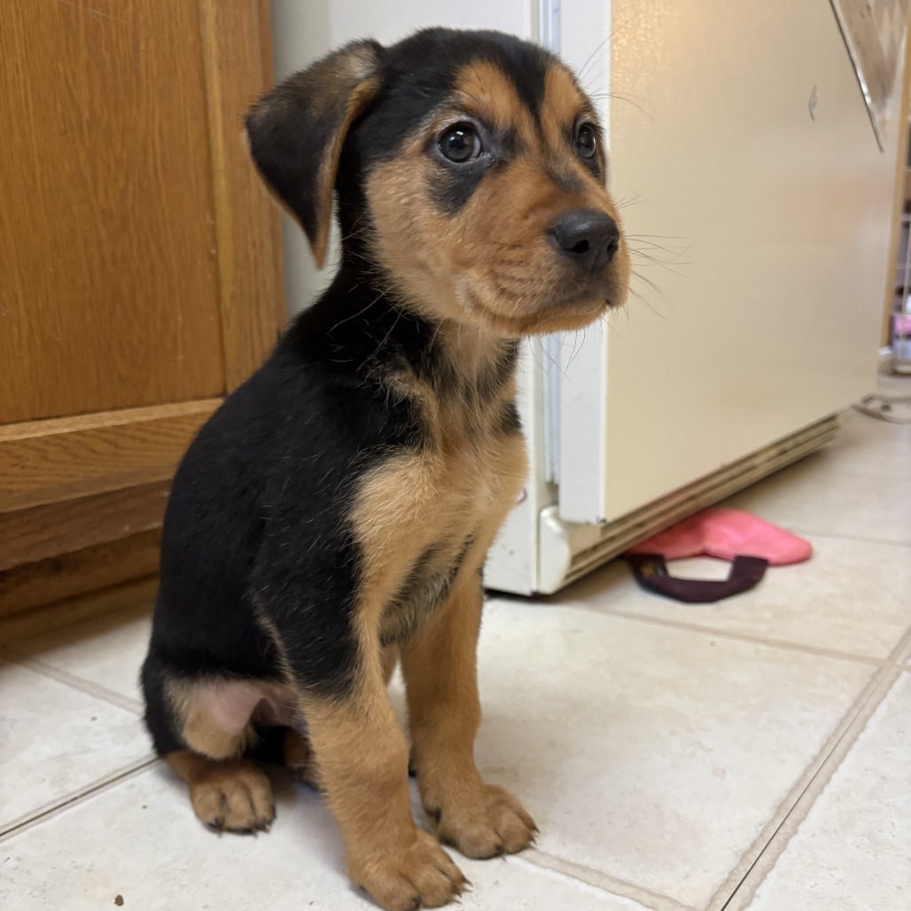 Rockie — thumbnail 2