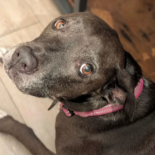 Pepper Porter