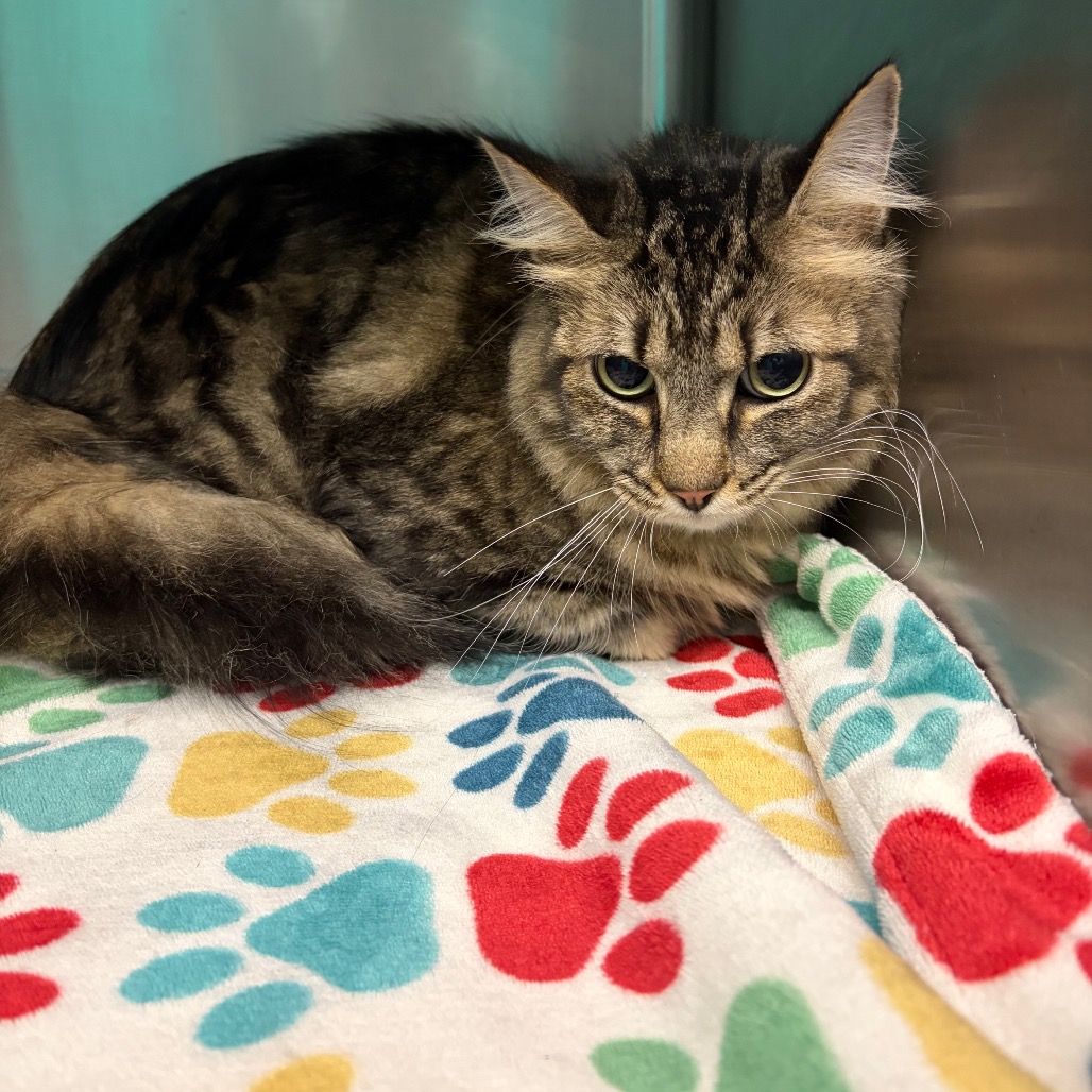 Itchy, an adoptable cat at SPCA-BC