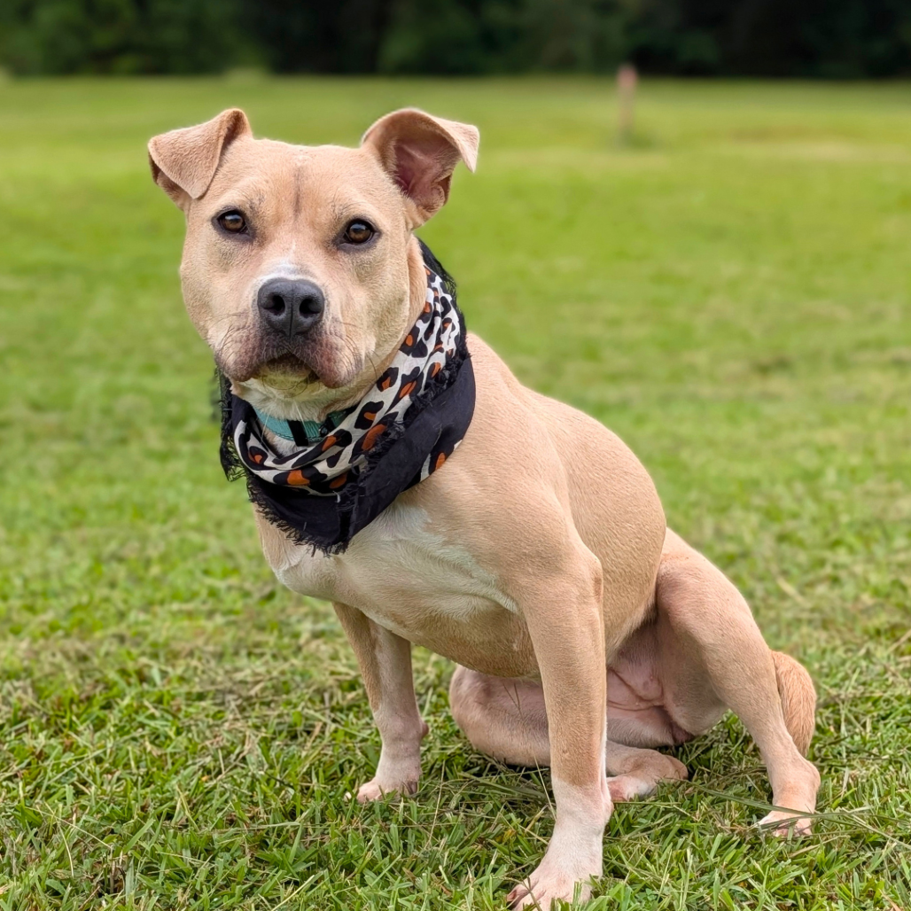 Pippa 01-1426