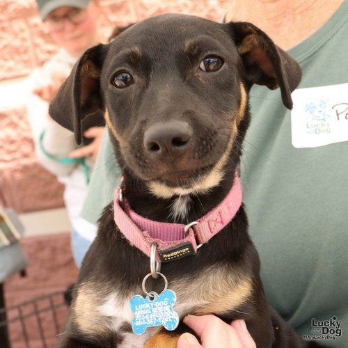 ODELE - Dachshund / Mix available for adoption