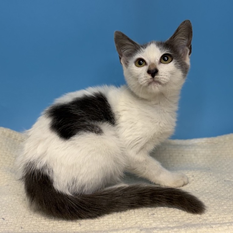 MOGGIE - Domestic Shorthair available for adoption